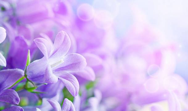紫色的唯美浪漫花卉图片素材